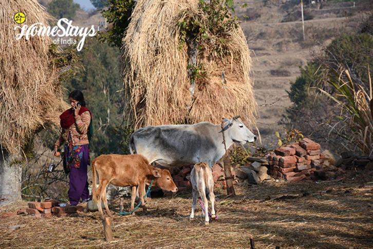 Dwarahat Village Farmstay- Babaji'S Cave Buitenkant foto